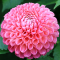 Dahlia Jowey Frambo | Ball Dahlia