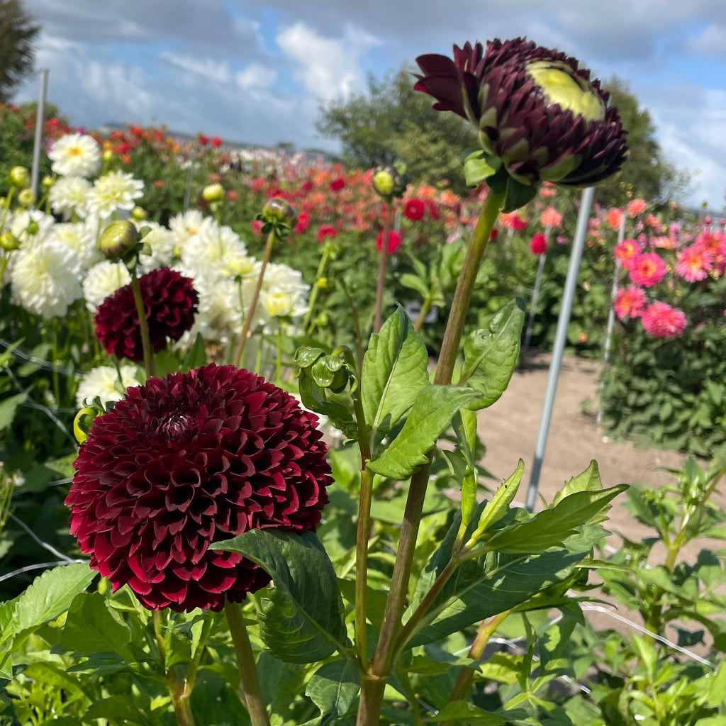 Dahlia Jowey Mirella | Ball Dahlia