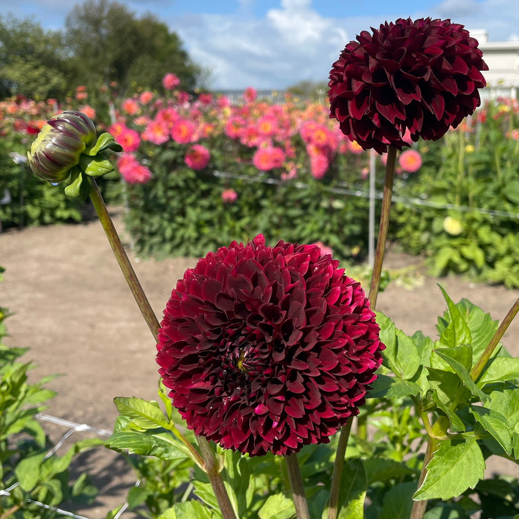 Dahlia Jowey Mirella | Ball Dahlia