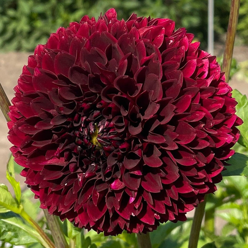 Dahlia Jowey Mirella | Ball Dahlia