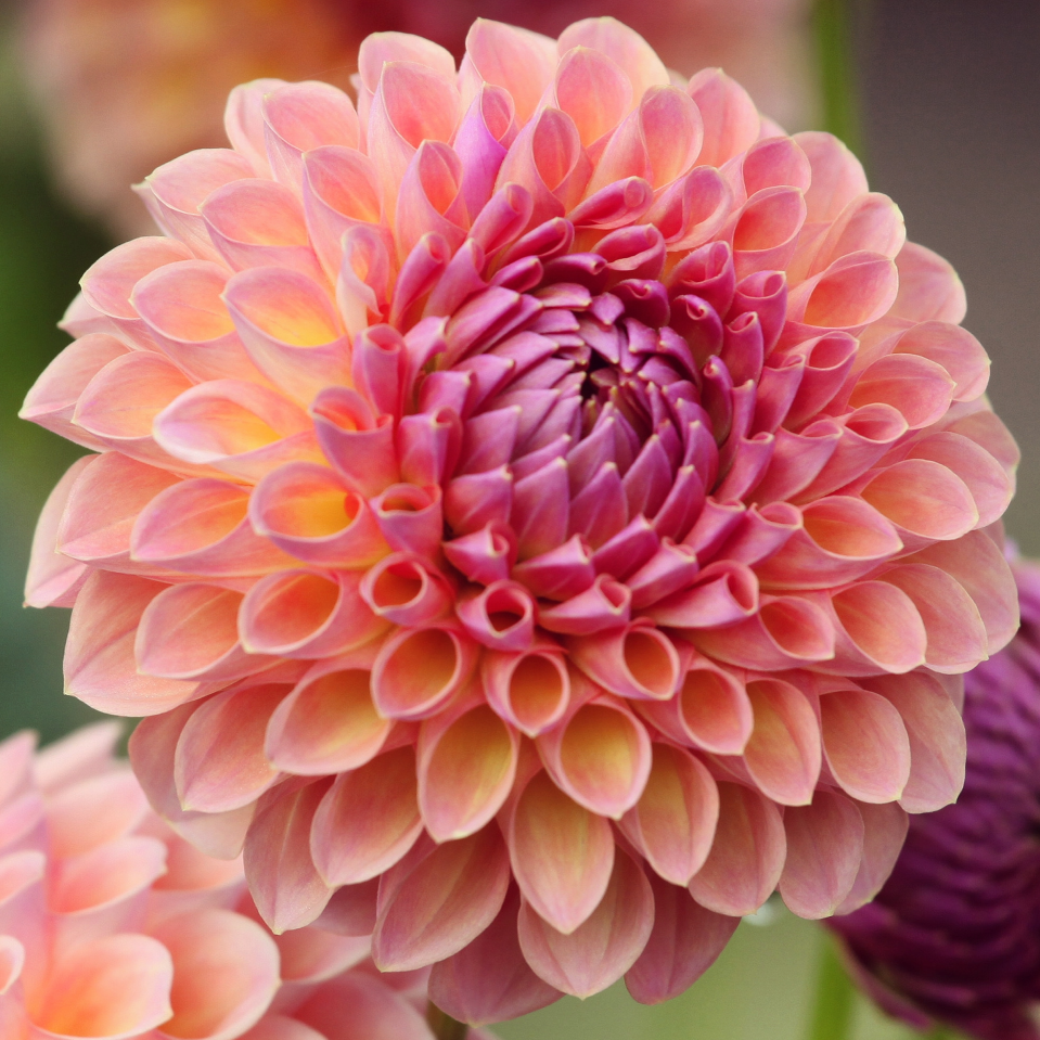 Dahlia Jowey Winnie | Ball Dahlia
