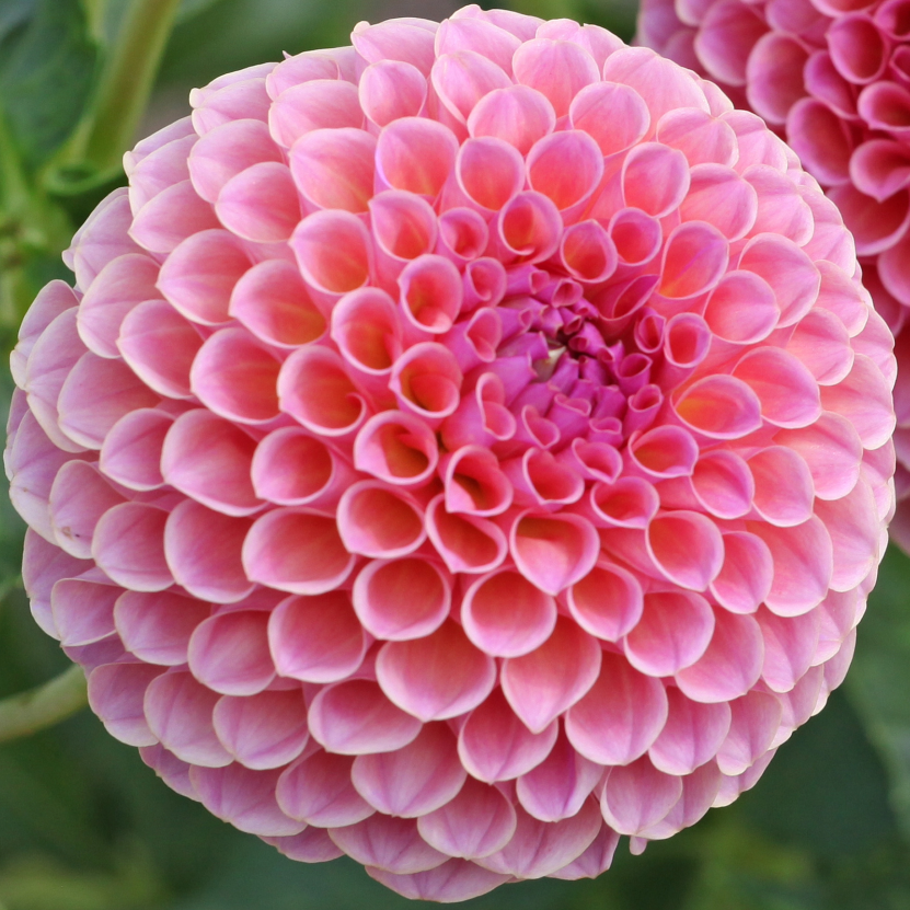 Dahlia Jowey Winnie | Ball Dahlia