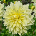 Dahlia Kelvin Floodlight | Premium Dinnerplate Dahlia