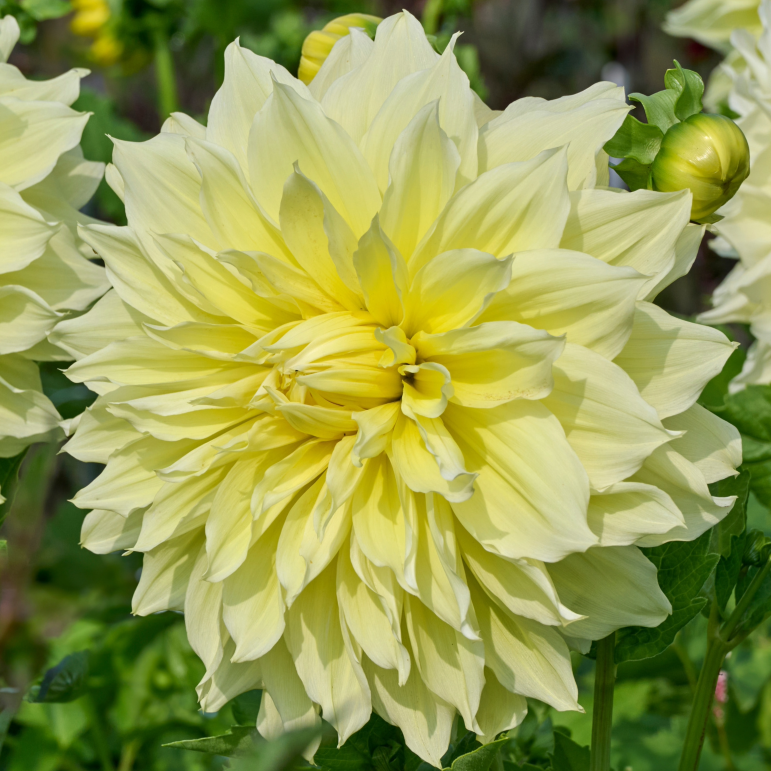 Dahlia Kelvin Floodlight | Premium Dinnerplate Dahlia