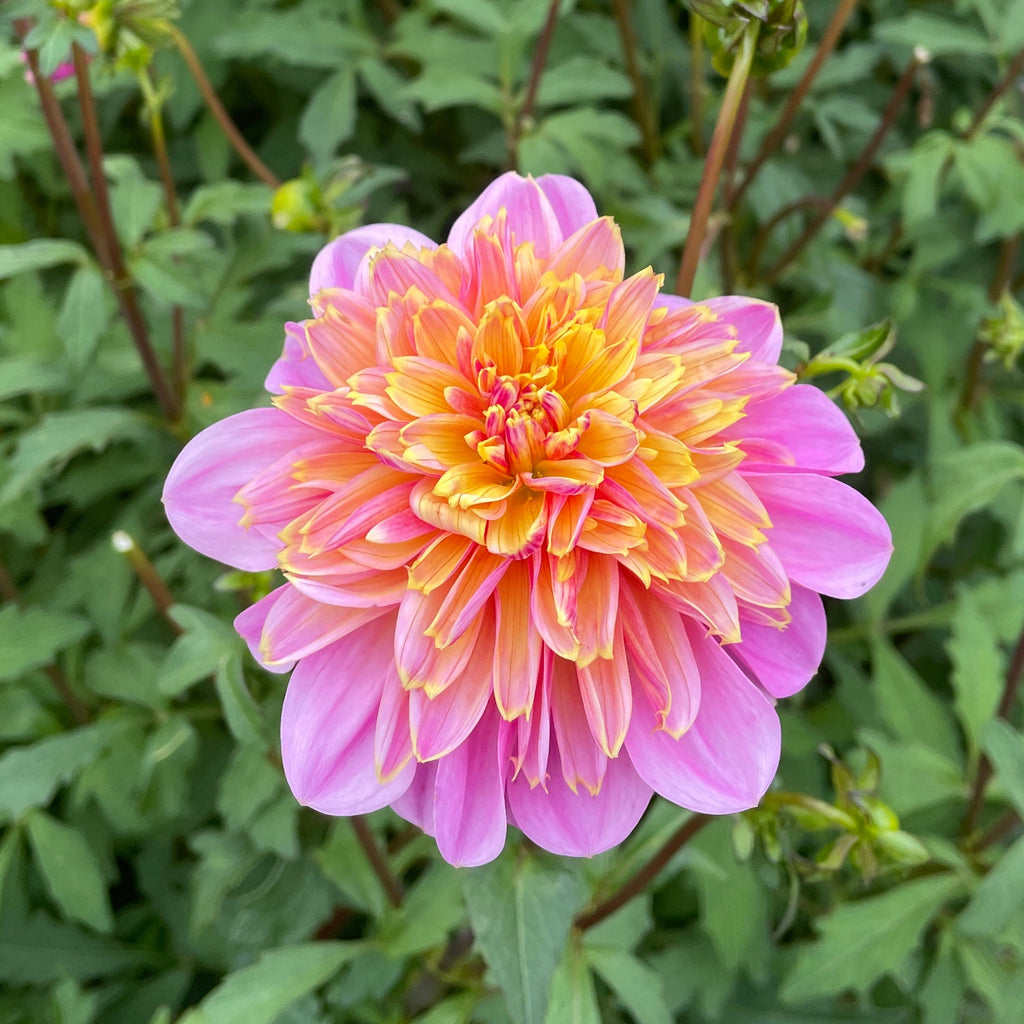Dahlia Lifestyle | Premium Powder Puff Dahlia