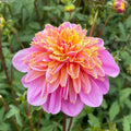 Dahlia Lifestyle | Premium Powder Puff Dahlia