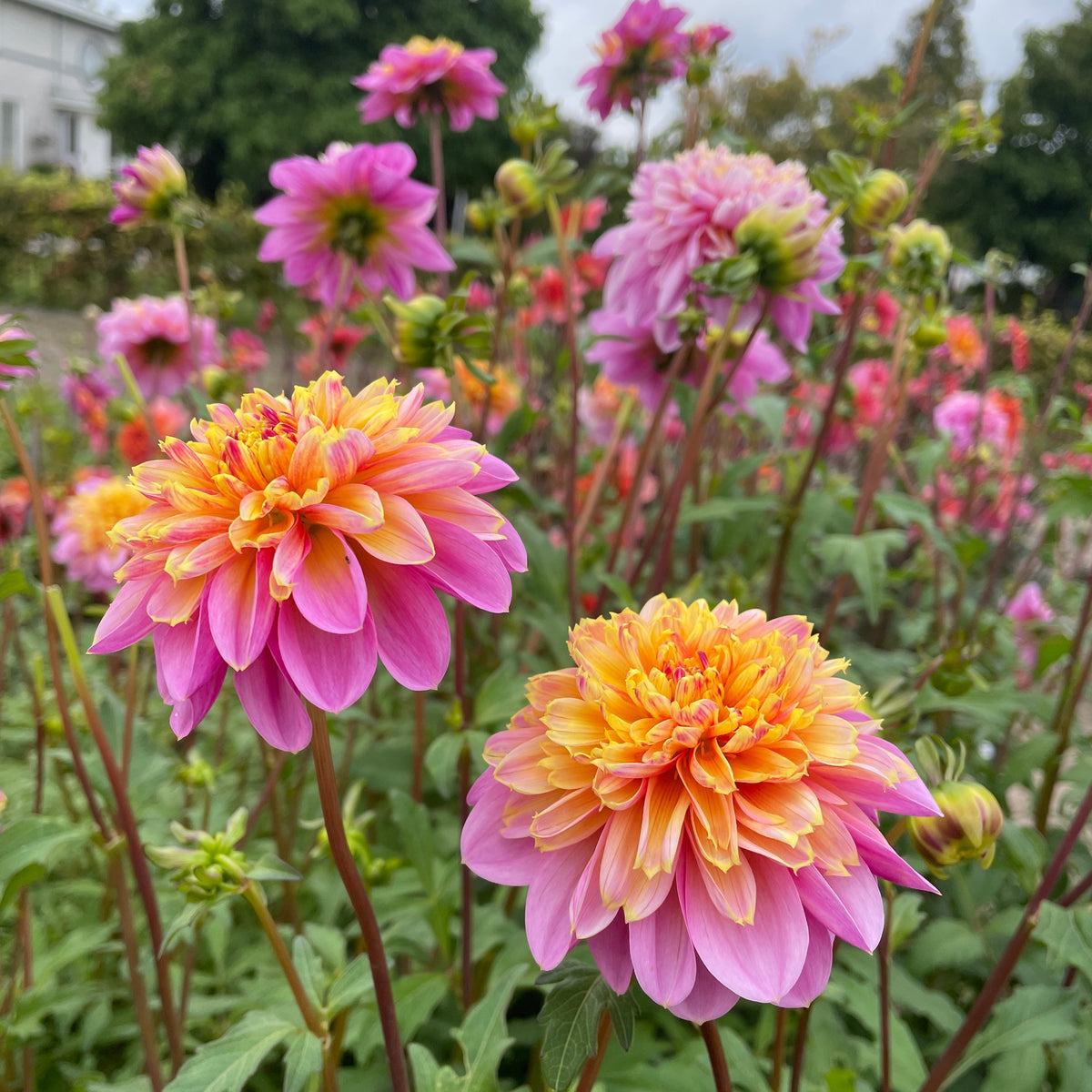 Dahlia Lifestyle | Premium Powder Puff Dahlia