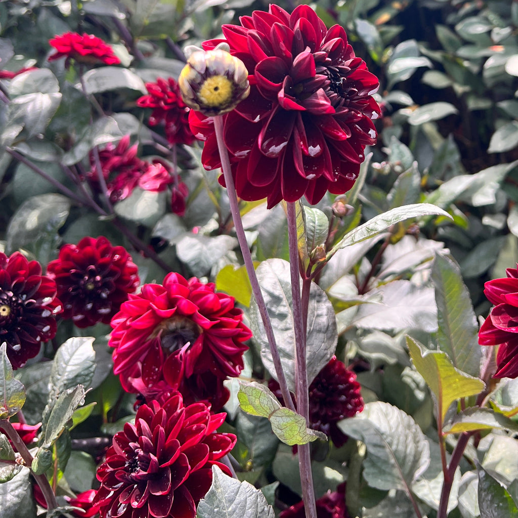 Dahlia Manoa | Waterlily Dahlia