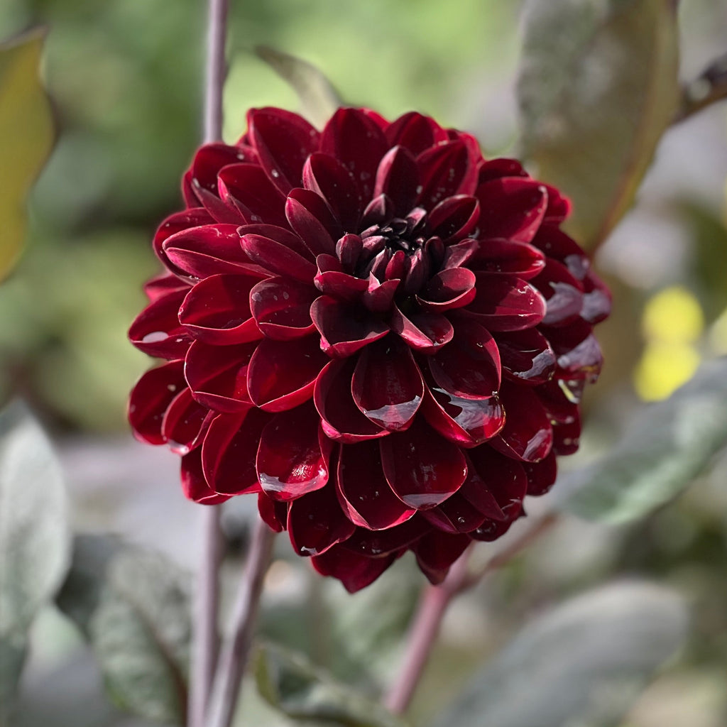 Dahlia Manoa | Waterlily Dahlia