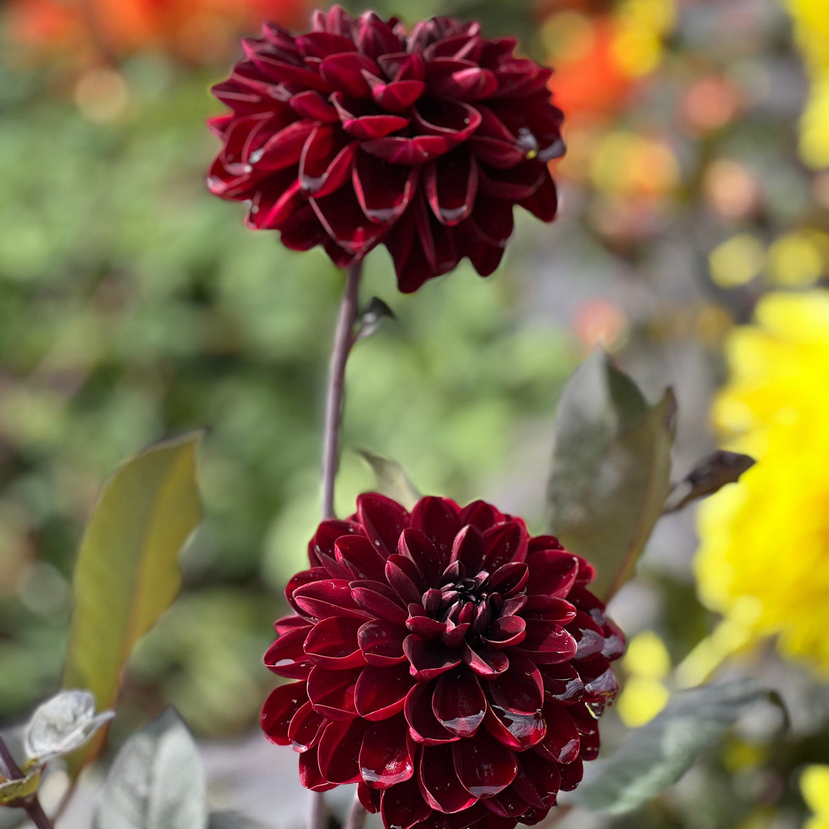 Dahlia Manoa | Waterlily Dahlia