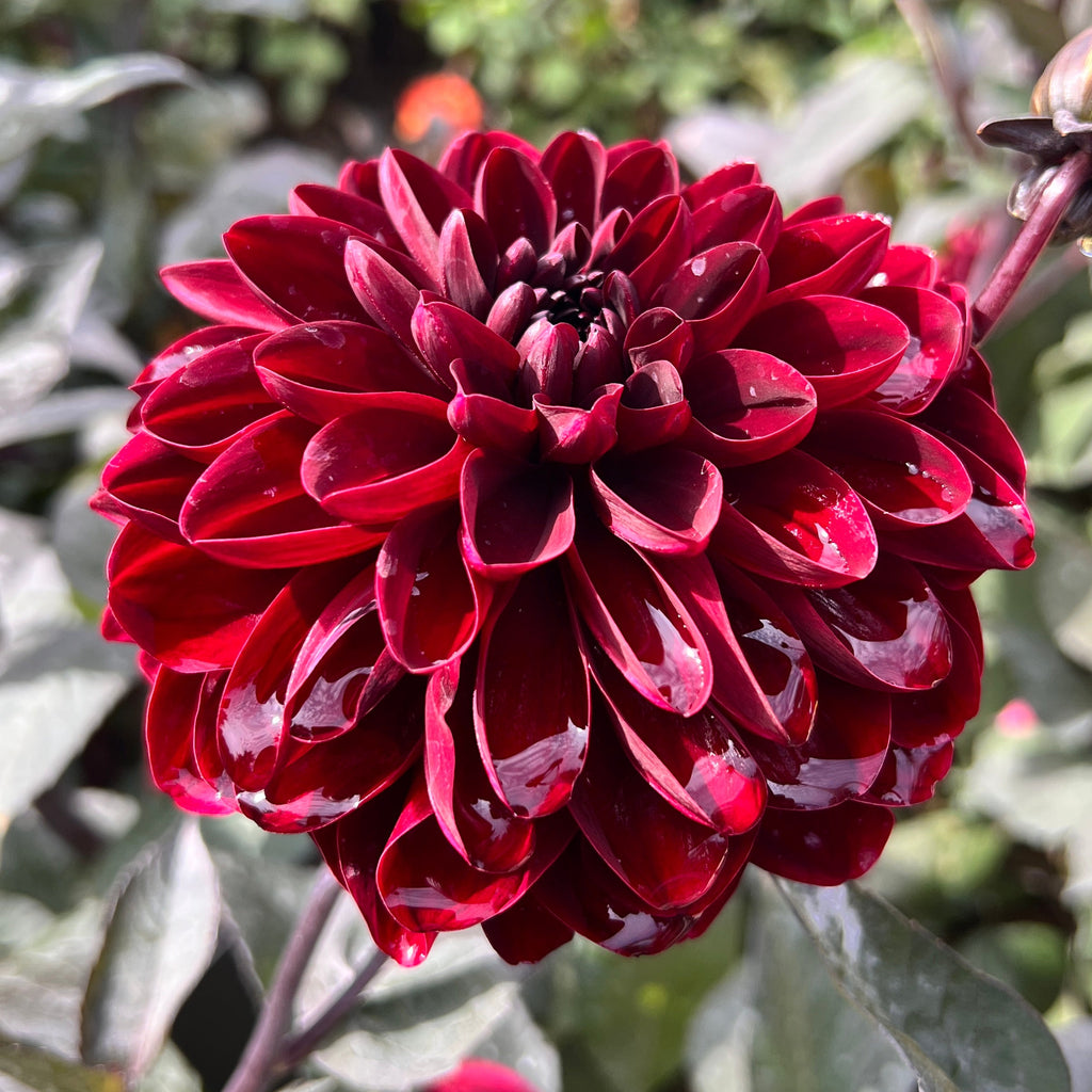 Dahlia Manoa | Waterlily Dahlia