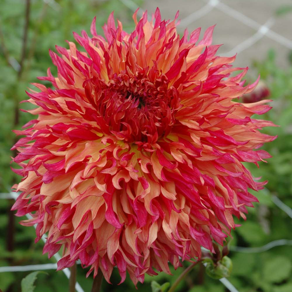 Dahlia Myrtles Folly | Premium Fimbriated Dahlia