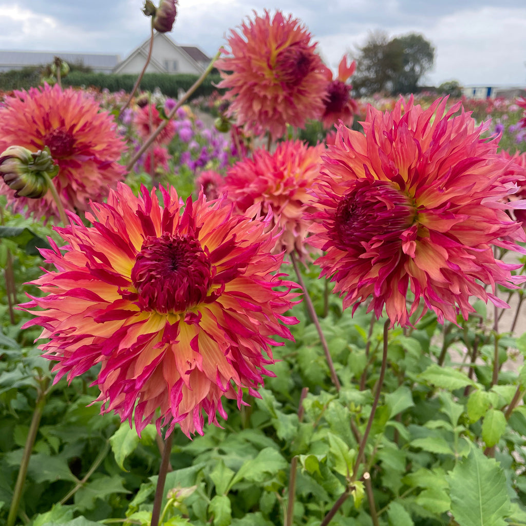 Dahlia Myrtles Folly | Premium Fimbriated Dahlia