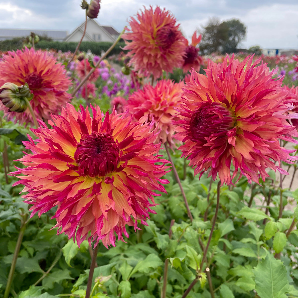 Dahlia Myrtles Folly | Premium Fimbriated Dahlia