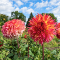 Dahlia Myrtles Folly | Premium Fimbriated Dahlia