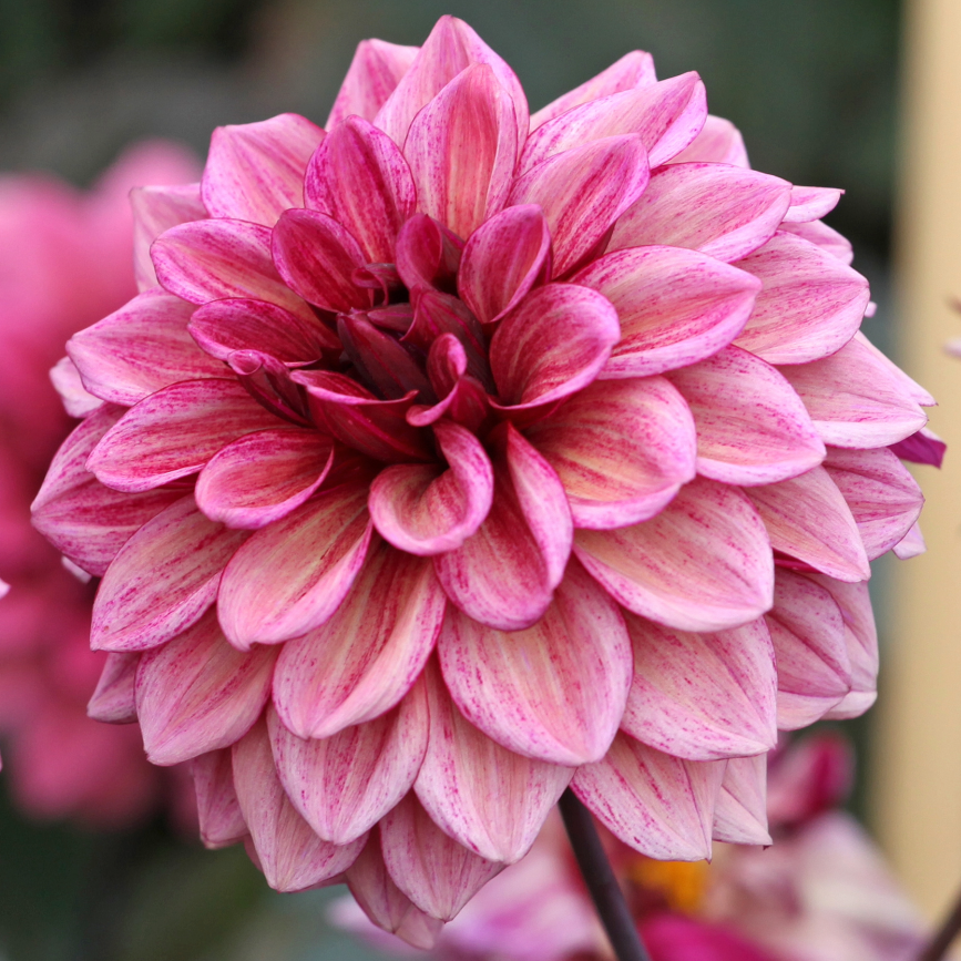 Dahlia Night Silence | Premium Decorative Dahlia