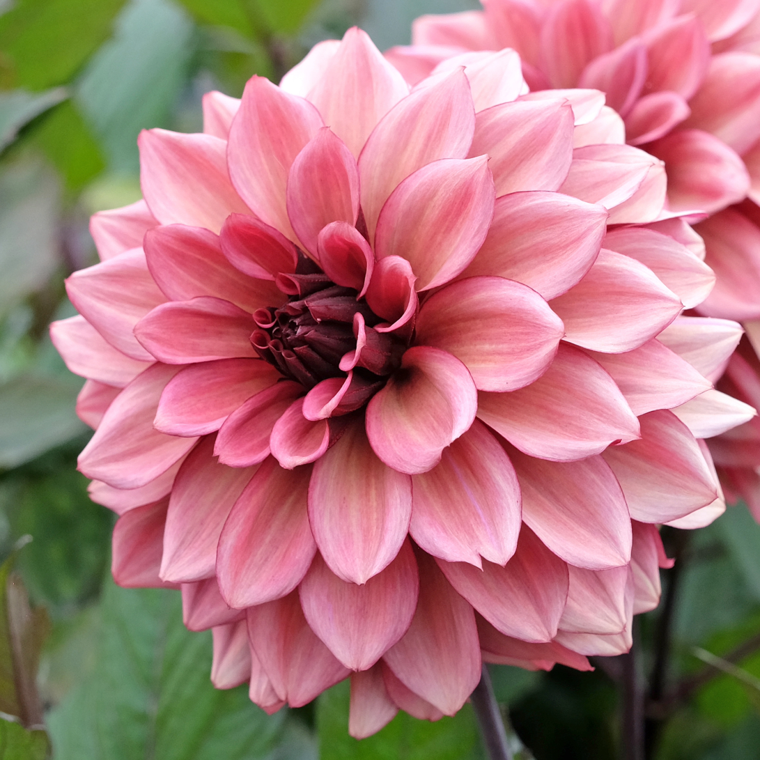 Dahlia Night Silence | Premium Decorative Dahlia