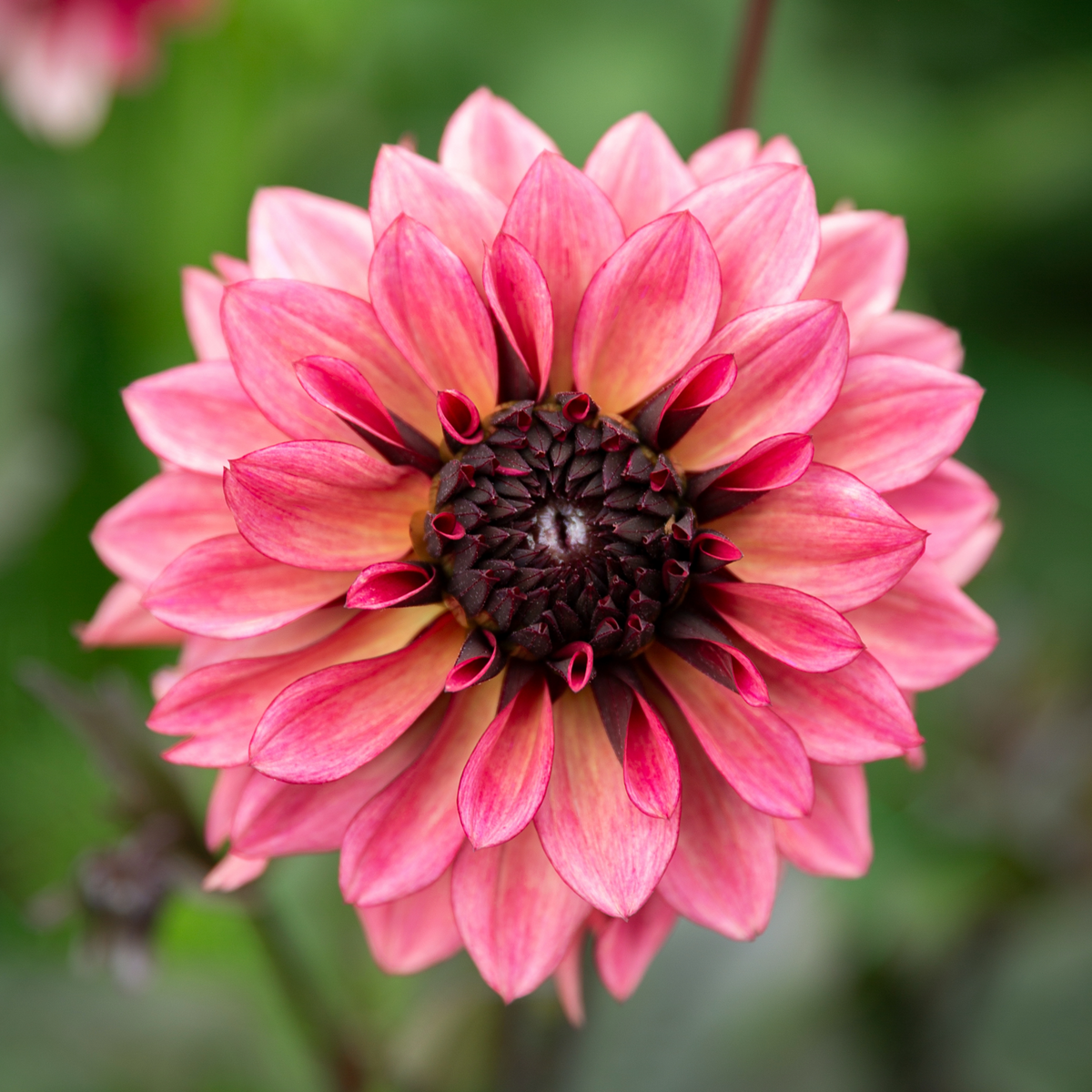 Dahlia Night Silence | Premium Decorative Dahlia