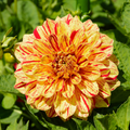 Dahlia Painted Madam | Decorative Dahlia