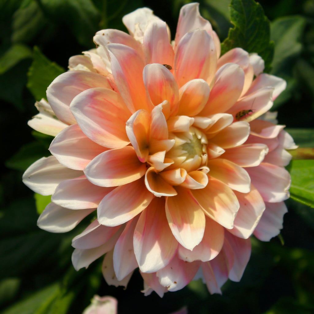 Dahlia Peaches N' Cream | Decorative Dahlia