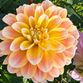 Dahlia Peaches N' Cream | Decorative Dahlia