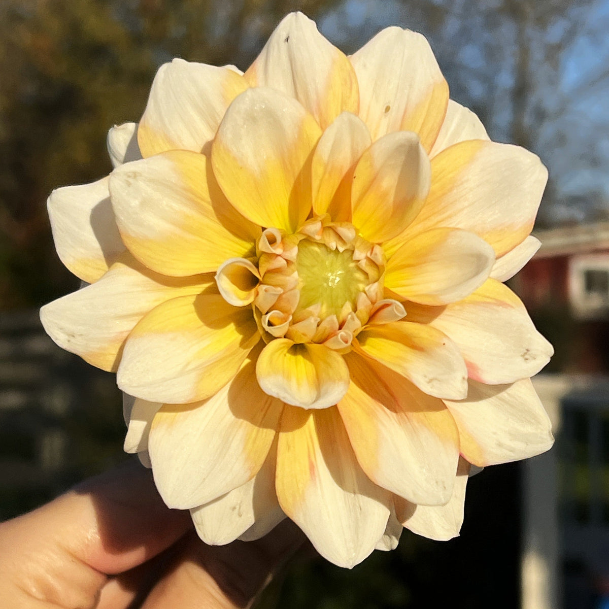 Dahlia Peaches N' Cream | Decorative Dahlia