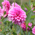 Dahlia Pink Pop | Decorative Dahlia