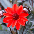 Dahlia Pulp Fiction | Dwarf Dark-leaf Dahlia