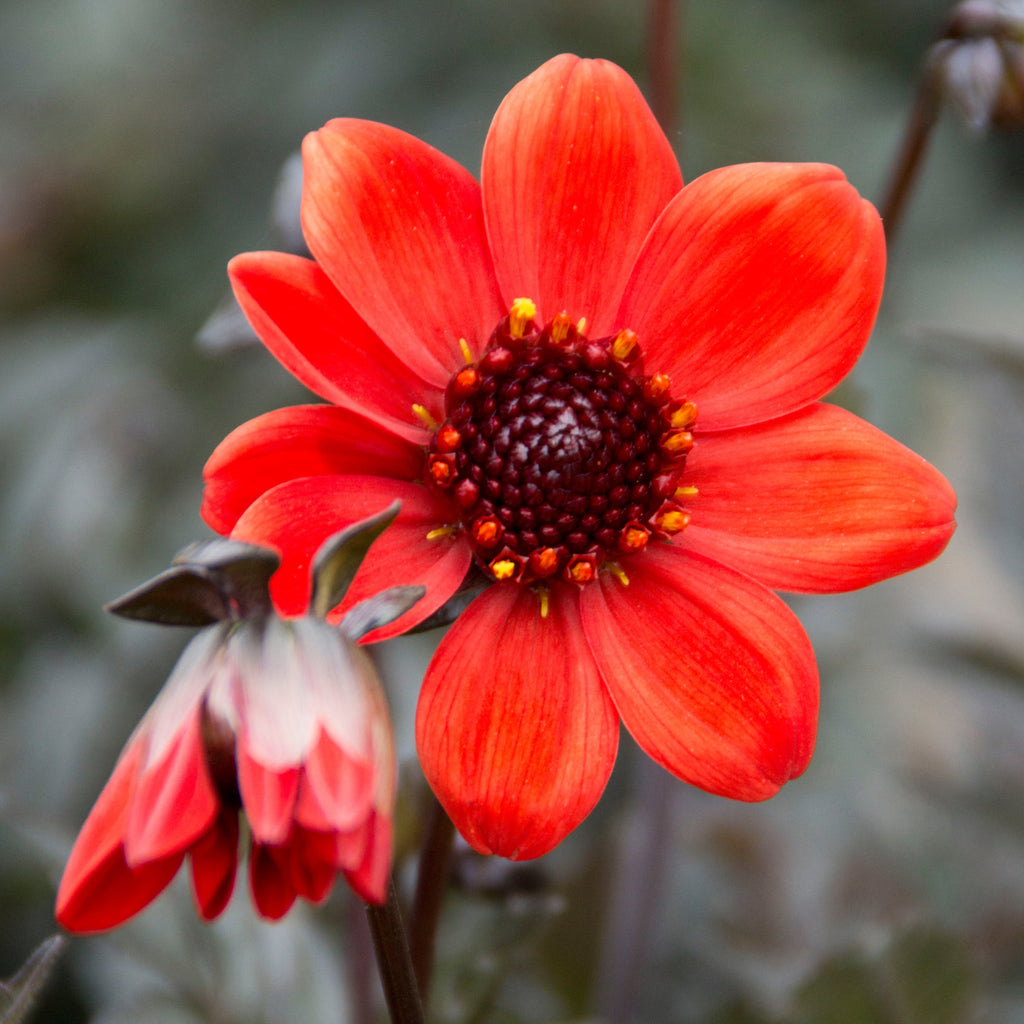 Dahlia Pulp Fiction | Dwarf Dark-leaf Dahlia