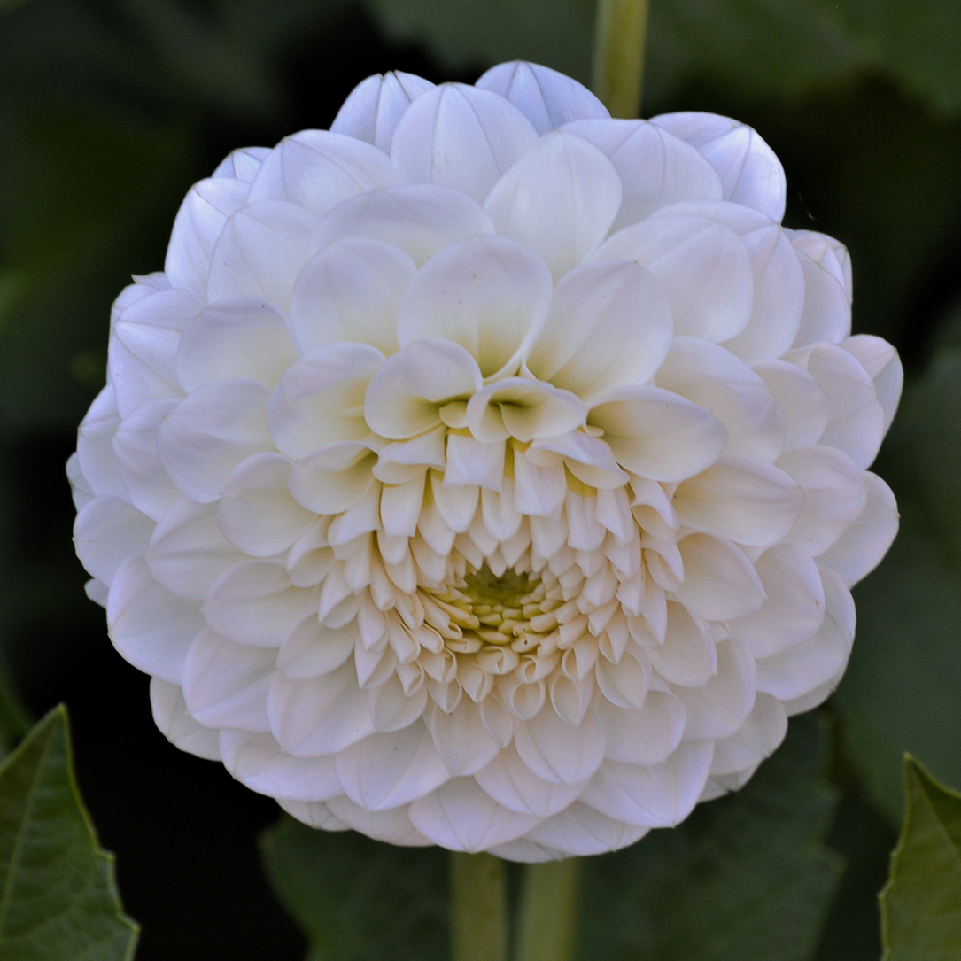 Dahlia Ryecroft Jan | Ball Dahlia
