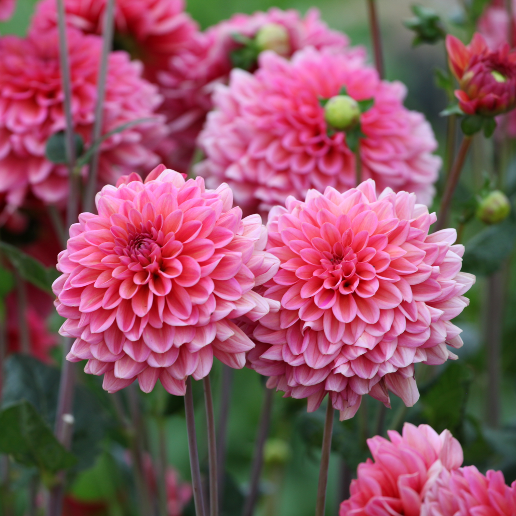 Dahlia Salmon Runner | Decorative Dahlia