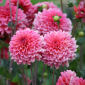 Dahlia Salmon Runner | Decorative Dahlia
