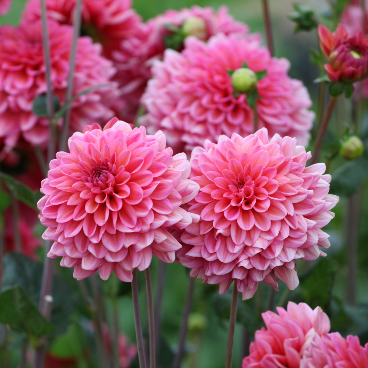 Dahlia Salmon Runner | Decorative Dahlia