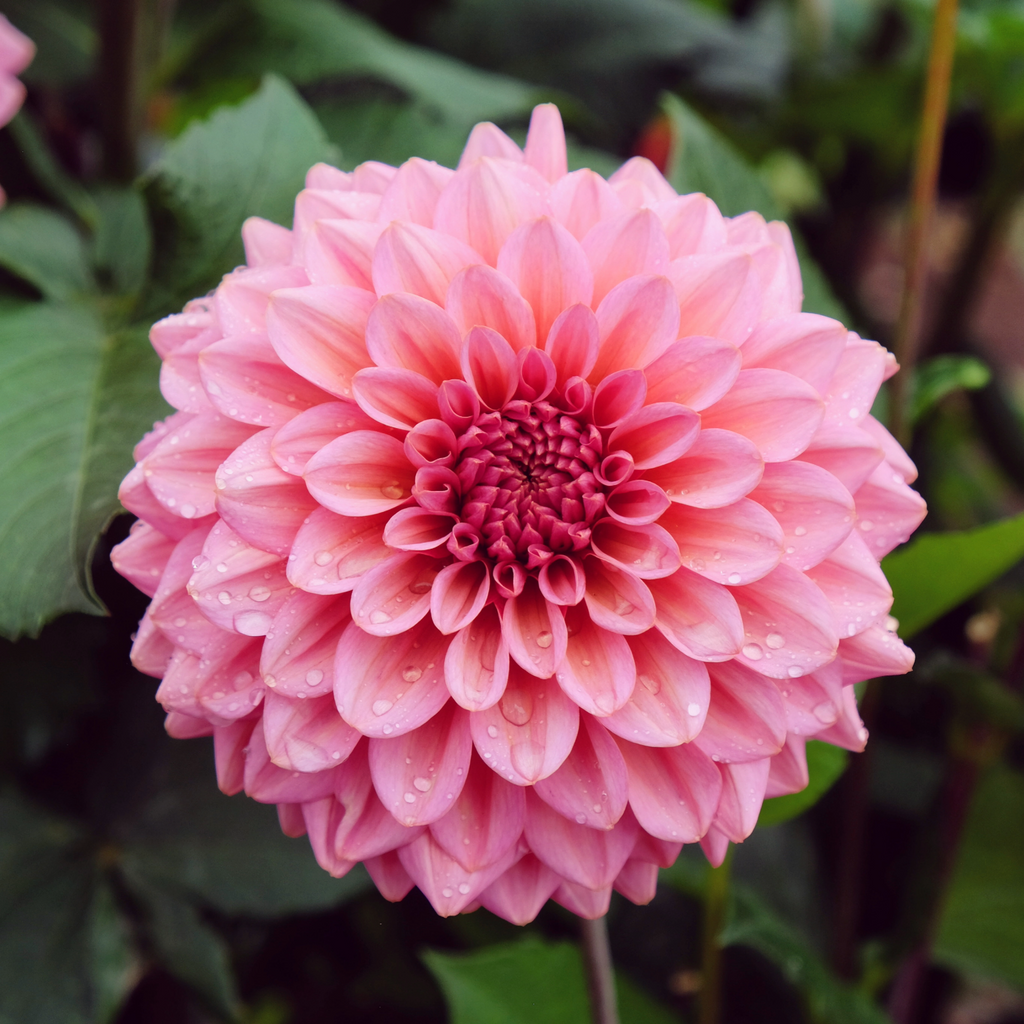 Dahlia Salmon Runner | Decorative Dahlia