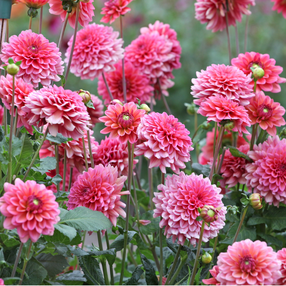 Dahlia Salmon Runner | Decorative Dahlia