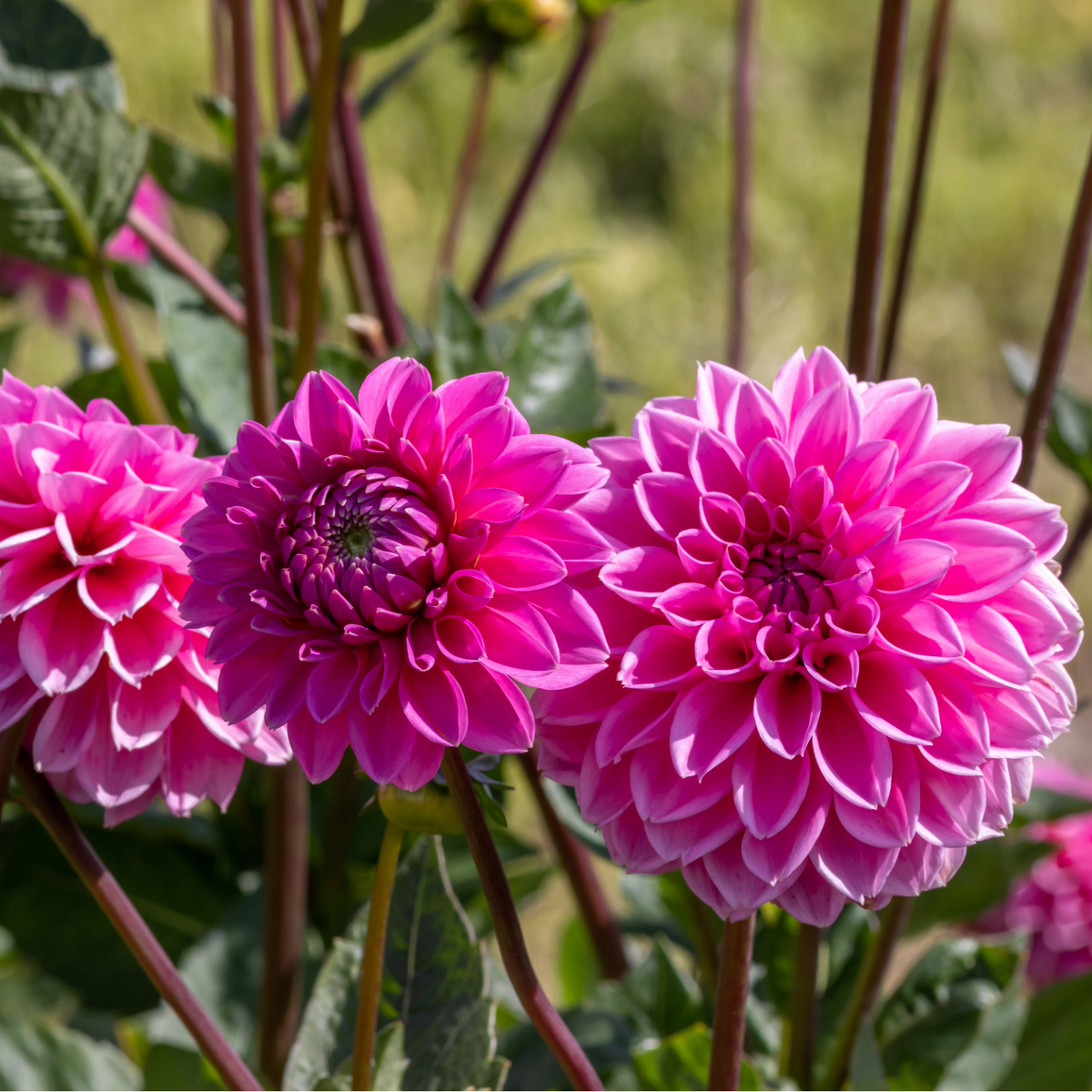 Dahlia Sandra | Giant Ball Dahlia