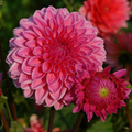 Dahlia Sandra | Giant Ball Dahlia