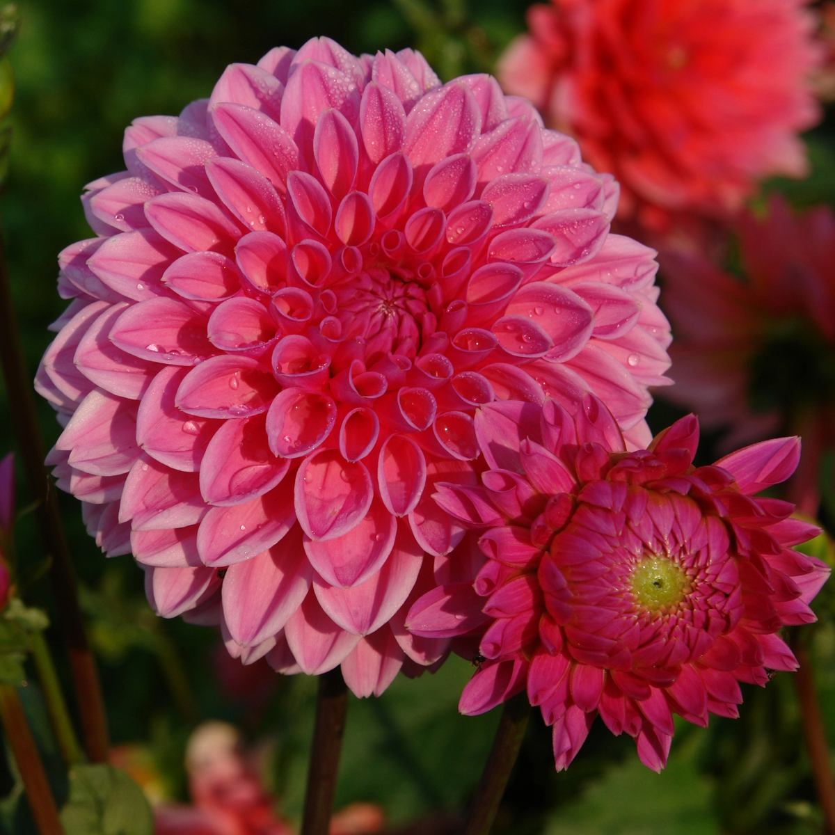 Dahlia Sandra | Giant Ball Dahlia