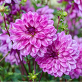 Dahlia Seduction | Premium Decorative Dahlia