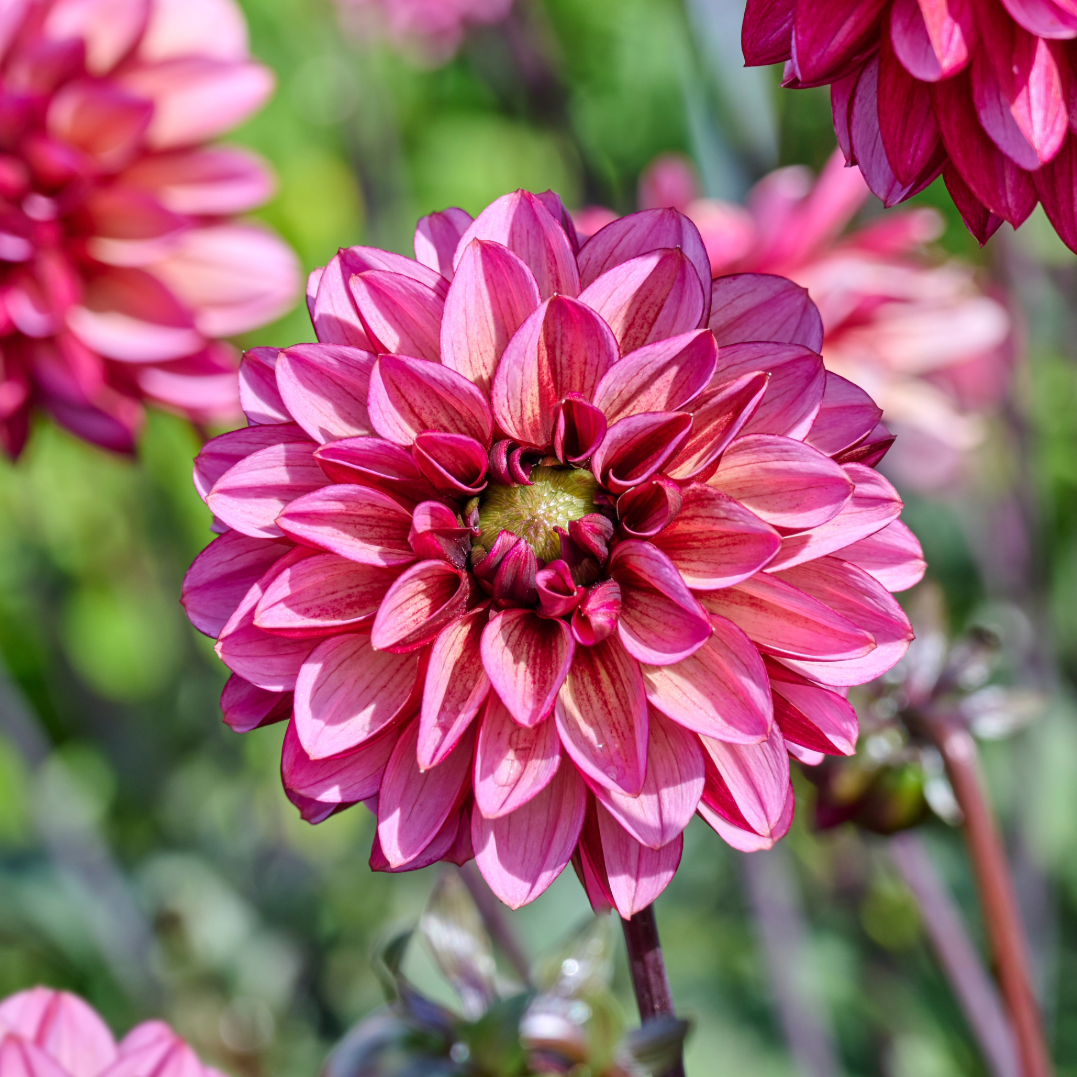 Dahlia Seniors Hope | Premium Decorative Dahlia