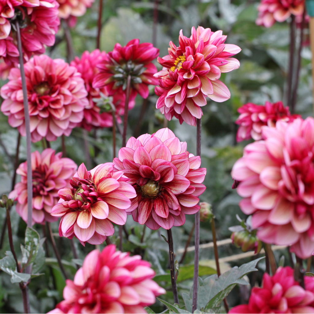 Dahlia Seniors Hope | Premium Decorative Dahlia