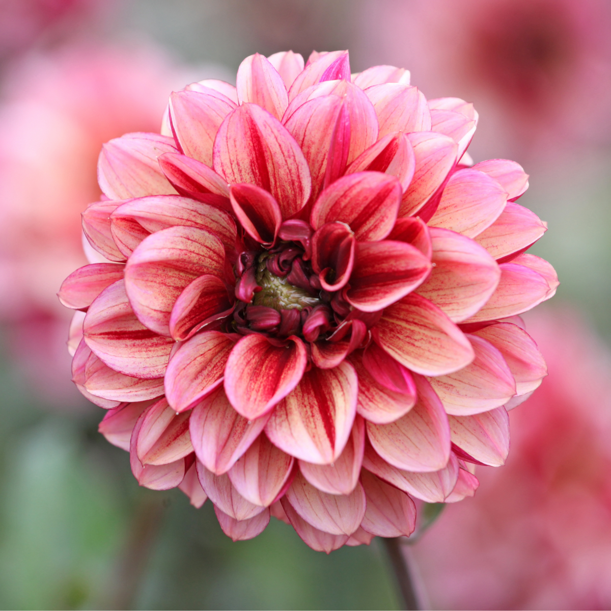 Dahlia Seniors Hope | Premium Decorative Dahlia