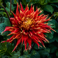 Dahlia Show N' Tell | Premium Fimbriated Dahlia