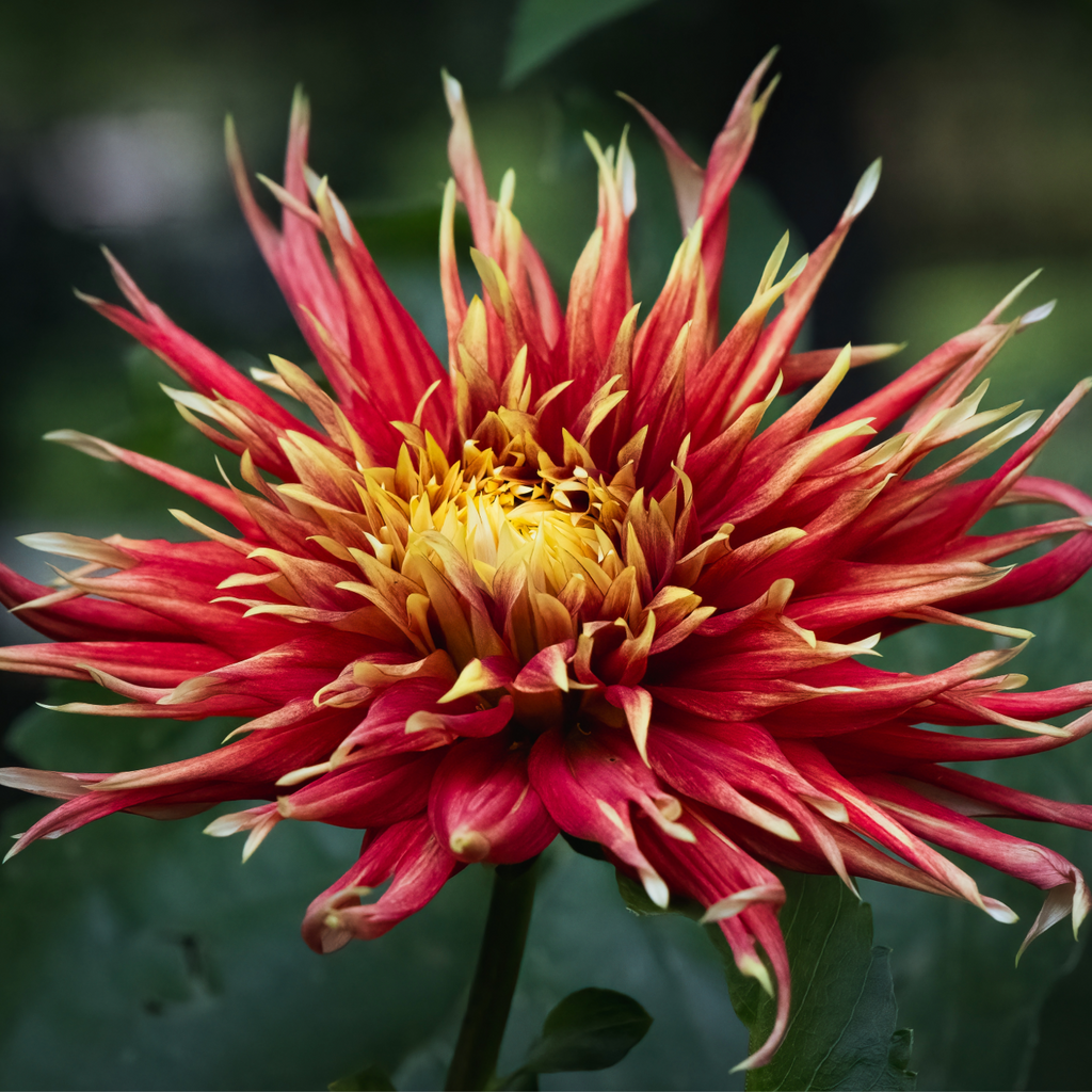 Dahlia Show N' Tell | Premium Fimbriated Dahlia