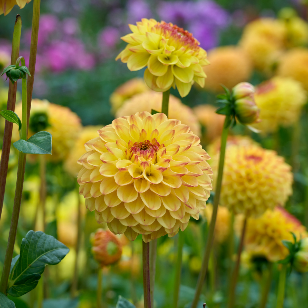 Dahlia Sunny Boy | Ball Dahlia