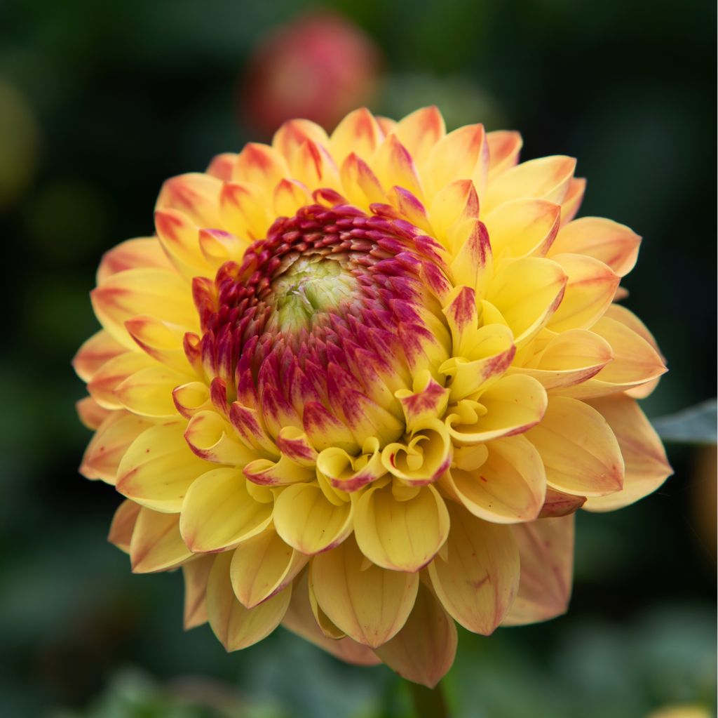 Dahlia Sunny Boy | Ball Dahlia