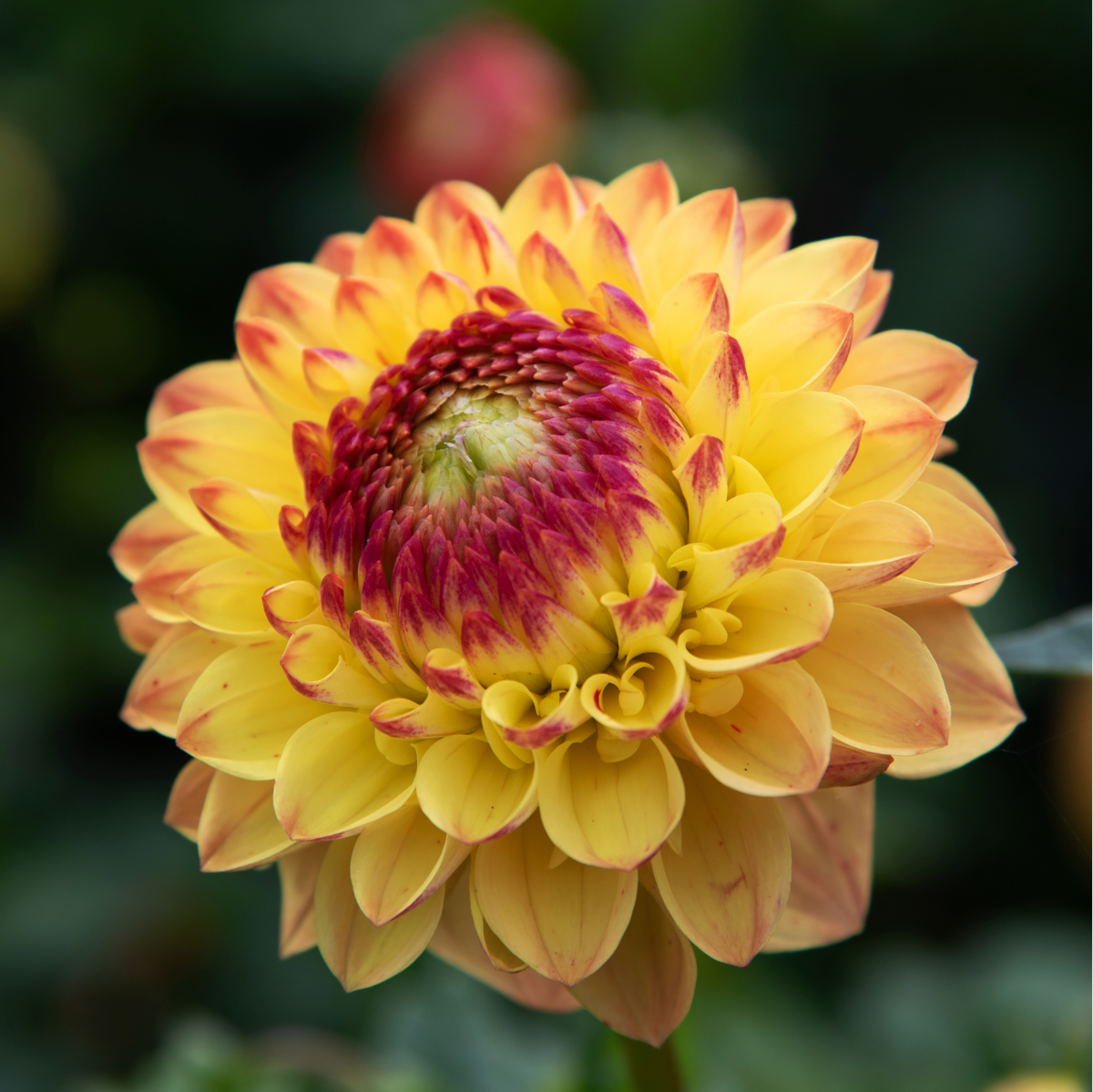 Dahlia Sunny Boy | Ball Dahlia