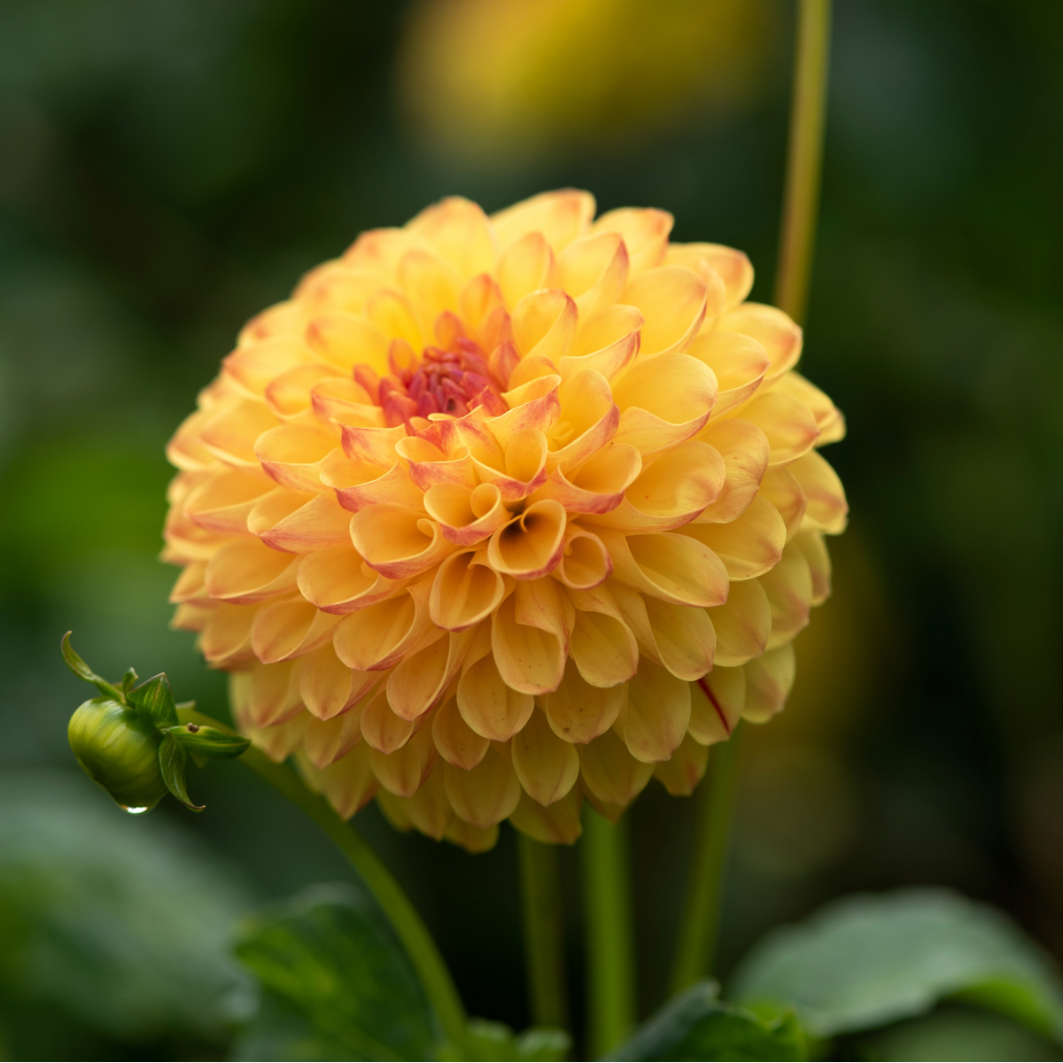 Dahlia Sunny Boy | Ball Dahlia
