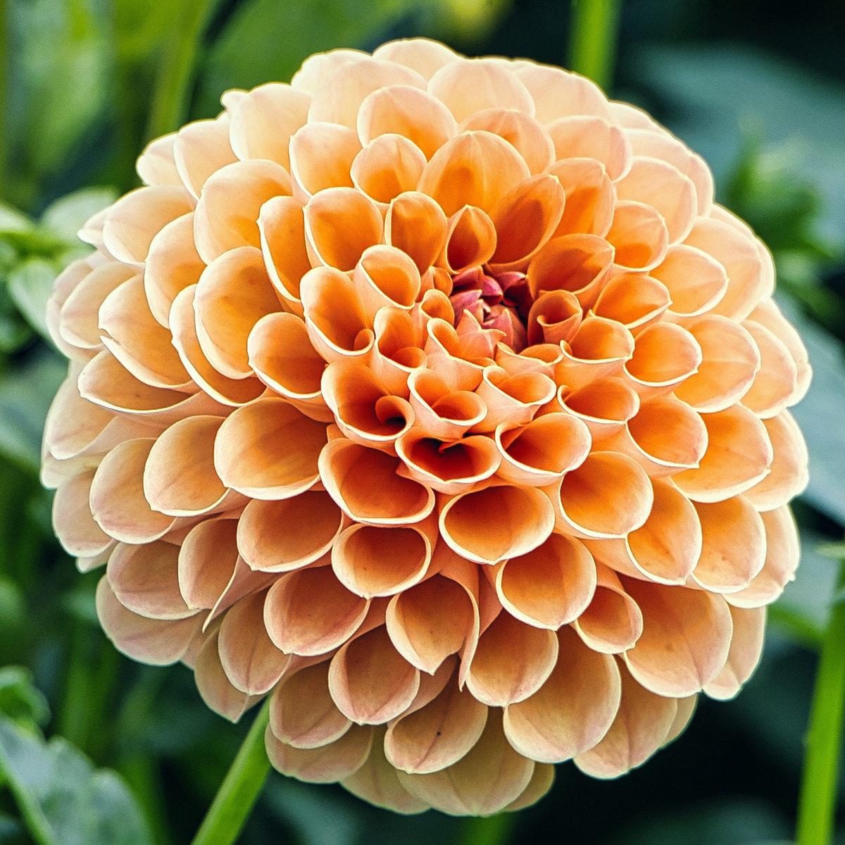 Dahlia Sylvia | Ball Dahlia