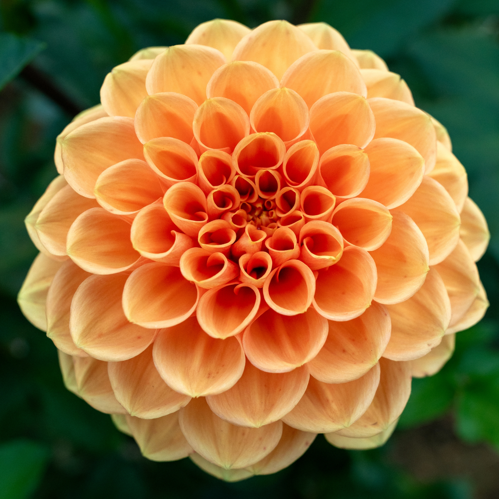 Dahlia Sylvia | Ball Dahlia